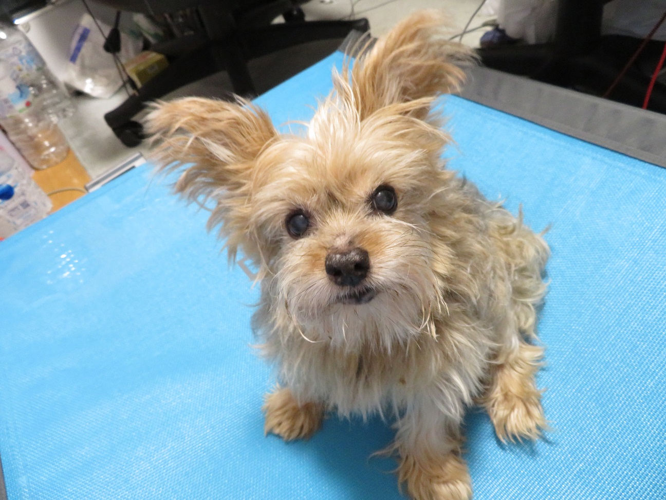 我が家のヨークシャテリア達