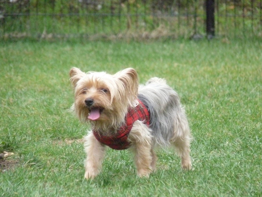 我が家のヨークシャテリア達